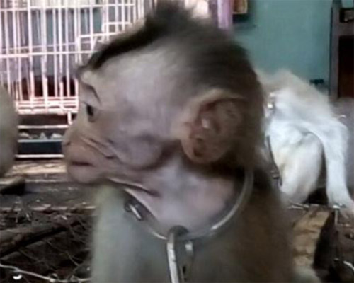 Scorpion Reports an Allegedly Illegal Wildlife Trade in Bali (January 30, 2017)